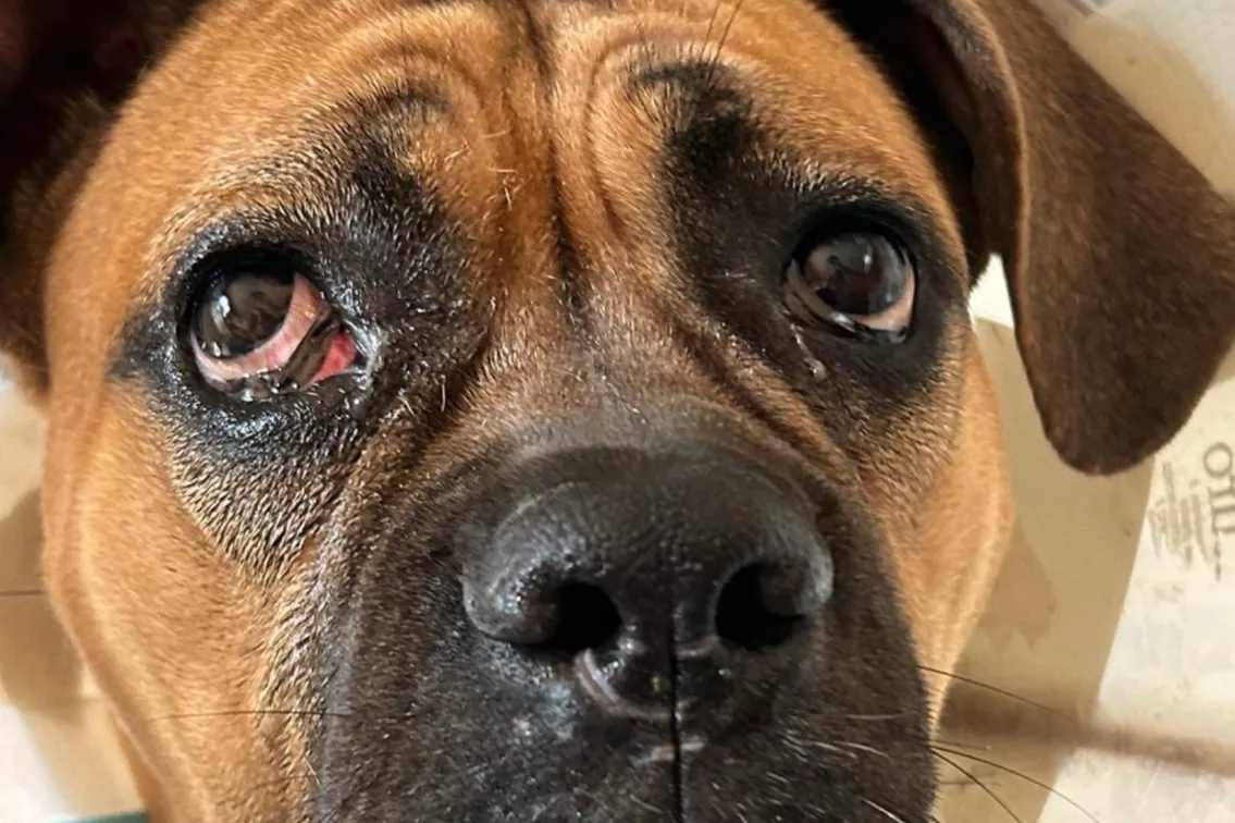 Glaucoma nel cane e nel gatto