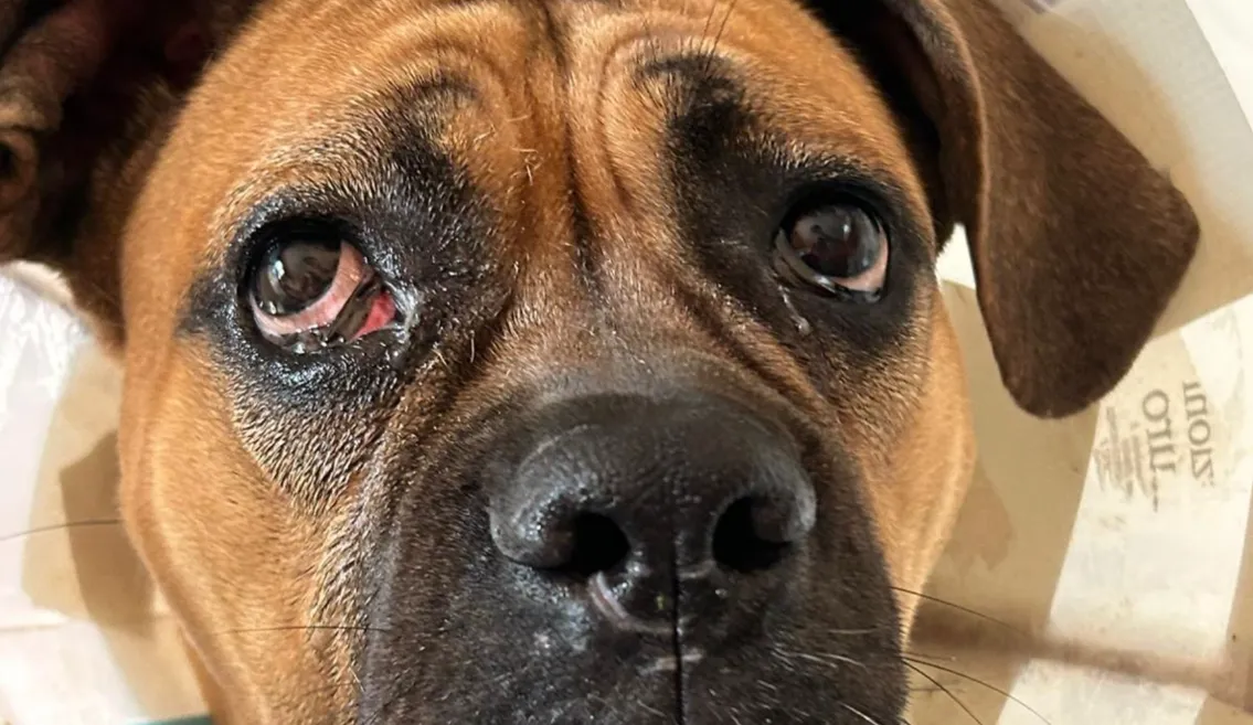 Glaucoma nel cane e nel gatto