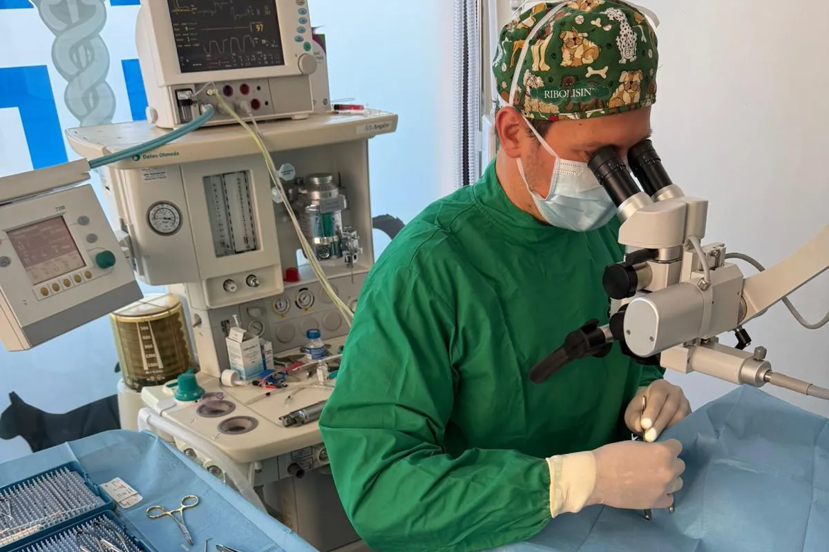 Chirurgia degli annessi oculari nei cani e nei gatti 