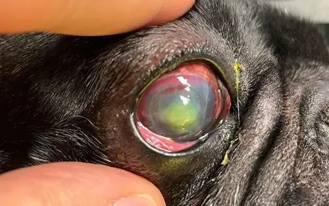 Chirurgia corneale nei cani e nei gatti a Verona