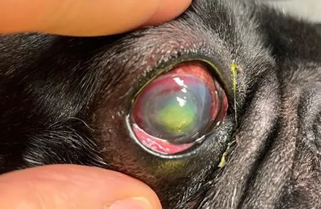 Chirurgia corneale nei cani e nei gatti a Verona