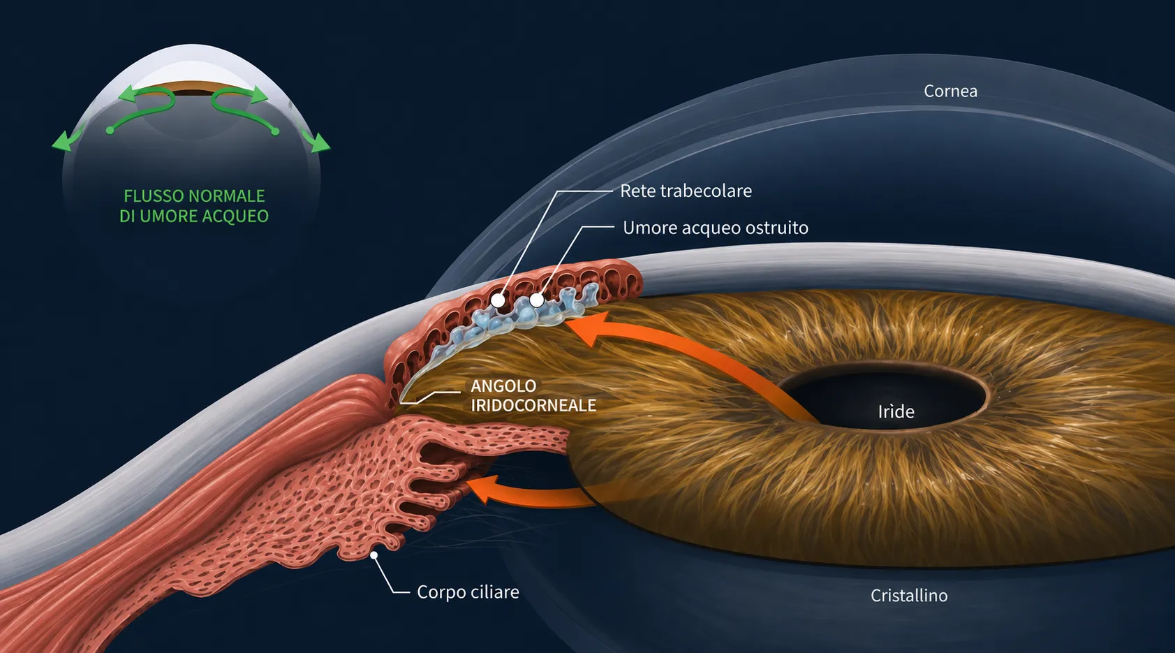 Diagnosi del glaucoma nei cani e nei gatti mediante gonioscopia a Verona