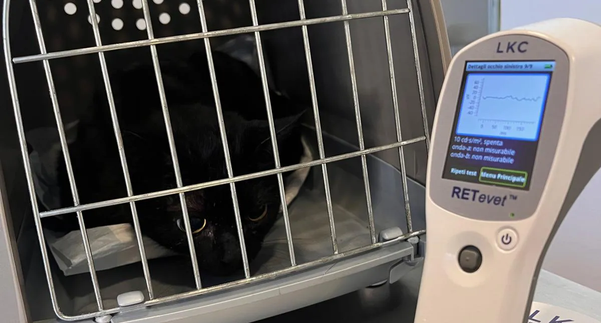 Elettroretinografia (ERG) per la valutazione della funzionalità retinica nei cani e nei gatti a Verona