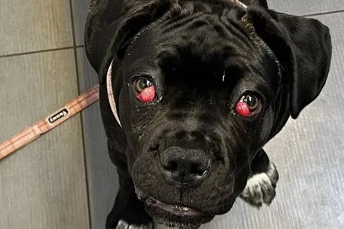 Cherry eye: prolasso della ghiandola della terza palpebra